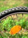 Bike tire