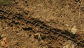 Bike tire tracks left in fresh mud with clearly visible texture of tire profile in the dirt Royalty Free Stock Photo