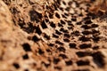 Bike tire tracks on muddy trail royalty. Tire tracks on wet muddy road, abstract background, texture material. Royalty Free Stock Photo