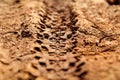 Bike tire tracks on muddy trail royalty. Tire tracks on wet muddy road, abstract background, texture material. Royalty Free Stock Photo