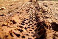 Bike tire tracks on muddy trail royalty. Tire tracks on wet muddy road, abstract background, texture material. Royalty Free Stock Photo