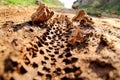 Bike tire tracks on muddy trail royalty. Tire tracks on wet muddy road, abstract background, texture material. Royalty Free Stock Photo