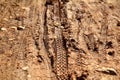 Bike tire tracks on muddy trail royalty. Tire tracks on wet muddy road, abstract background, texture material. Royalty Free Stock Photo