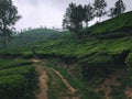 Bike trail on the slopes of Munnar tea plantation.