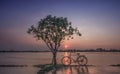 Bike tree sunsets