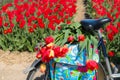 Bike with tulips Royalty Free Stock Photo