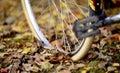 bike wheels, pneumatics on an autumn leaves, image of a