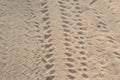 Bike wheels tire imprint in sand