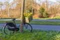 Bike with yellow daffodil The Netherlands Royalty Free Stock Photo