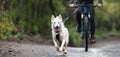 Bikejoring dog mushing race Royalty Free Stock Photo