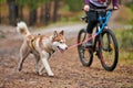 Bikejoring dog mushing race