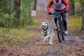 Bikejoring sled dog mushing race Royalty Free Stock Photo