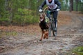 Bikejoring sled dog mushing race Royalty Free Stock Photo