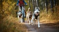 Bikejoring sled dogs mushing race. fast Siberian Husky sled dogs pulling bike with cyclist in forest. Generative AI