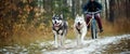 Bikejoring sled dogs mushing race. fast Siberian Husky sled dogs pulling bike with cyclist in forest. Generative AI