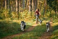 Bikejoring sled dogs mushing race, fast Siberian Husky sled dogs pulling bikes with dog mushers