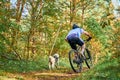 Bikejoring sled dogs mushing race, fast Siberian Husky sled dogs pulling bikes with dog mushers