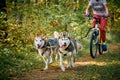 Bikejoring sled dogs mushing race, fast Siberian Husky sled dogs pulling bikes with people in forest