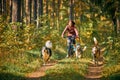 Bikejoring sled dogs mushing race, fast Siberian Husky sled dogs pulling bikes running along trail