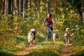 Bikejoring sled dogs mushing race, fast Siberian Husky sled dogs pulling bikes running along trail