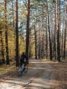 Bikepath in the autumn woods. Golden leaves on the trees Royalty Free Stock Photo
