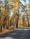 Bikepath in the autumn woods. Golden leaves on the trees Royalty Free Stock Photo