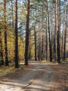 Bikepath in the autumn woods. Golden leaves on the trees Royalty Free Stock Photo