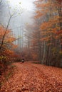 Biker in a colorful fall path Royalty Free Stock Photo