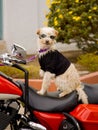 Biker dog Royalty Free Stock Photo