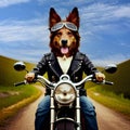 German Shepherd rides on motorcycle