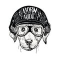 Biker dog. Set of vintage motorcycle emblems, labels, badges, logos and design elements. Monochrome style. Royalty Free Stock Photo