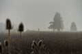 Bicycle rider alone in the fog of a early morning with a group of plants parallel situated like two trees in the Royalty Free Stock Photo