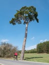 Biker pass high lone pine tree at local way Royalty Free Stock Photo