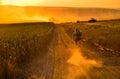 Biker riding on cycling road through summer agricultural fields which are full of gold wheat Royalty Free Stock Photo