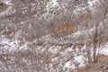 Bikers on a biking trail in the snowy mountain of Provo Canyon Utah in winter