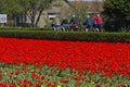 Bikers passing a field with red tulips