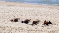 Sun Baking at Coogee Beach, Sydney, Australia