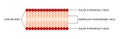 Bilayer membrane. Polar hydrophilic head and nonpolar hydrophobic tail. Cell membrane.