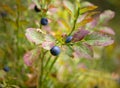 Bilberries Royalty Free Stock Photo