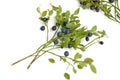 Bilberries Royalty Free Stock Photo