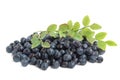 Bilberries Royalty Free Stock Photo