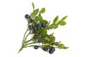 Bilberries Royalty Free Stock Photo