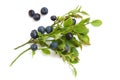 Bilberries Royalty Free Stock Photo