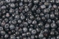 Bilberries Royalty Free Stock Photo