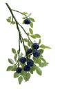 Bilberries