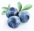 Bilberries Royalty Free Stock Photo