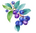 Bilberries on a branch isolated on white background. Generative AI watercolor illustration