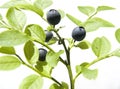 Bilberry