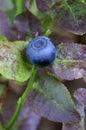 Bilberry