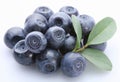 Bilberry Royalty Free Stock Photo